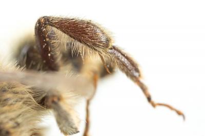 Anthophore fourchue Anthophora furcata (Panzer, 1798)