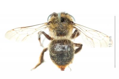 Anthophore fourchue Anthophora furcata (Panzer, 1798)