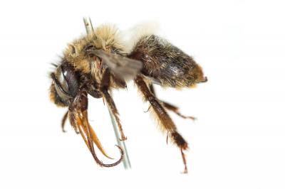 Anthophore fourchue Anthophora furcata (Panzer, 1798)