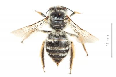 Anthophore à pattes rousses Anthophora fulvitarsis Brullé, 1832