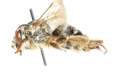 Anthophore à pattes rousses Anthophora fulvitarsis Brullé, 1832