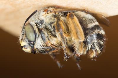 Anthophore à pattes rousses Anthophora fulvitarsis Brullé, 1832