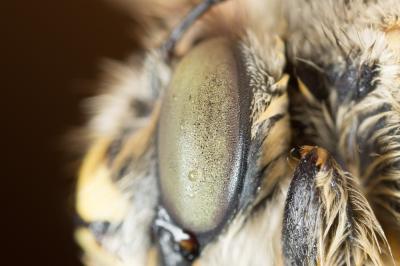 Anthophore à pattes rousses Anthophora fulvitarsis Brullé, 1832