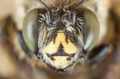 Anthophore à pattes rousses Anthophora fulvitarsis Brullé, 1832