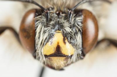 Anthophore à pattes rousses Anthophora fulvitarsis Brullé, 1832