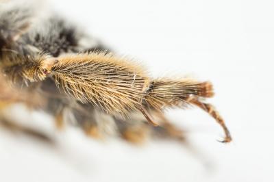 Anthophore à pattes rousses Anthophora fulvitarsis Brullé, 1832
