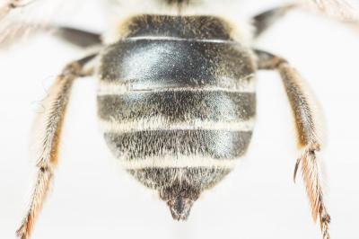 Anthophore cuissarde Anthophora femorata (Olivier, 1789)
