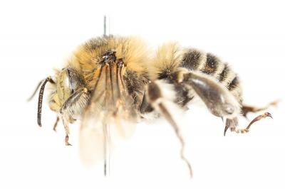 Anthophore cuissarde Anthophora femorata (Olivier, 1789)