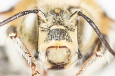 Anthophore cuissarde Anthophora femorata (Olivier, 1789)