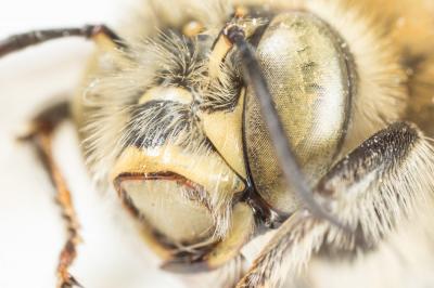 Anthophore cuissarde Anthophora femorata (Olivier, 1789)