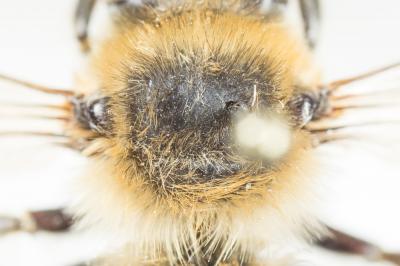 Anthophore cuissarde Anthophora femorata (Olivier, 1789)