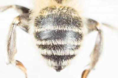 Anthophore cuissarde Anthophora femorata (Olivier, 1789)