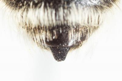 Anthophore cuissarde Anthophora femorata (Olivier, 1789)