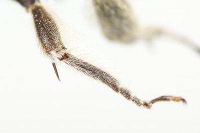 Anthophore cuissarde Anthophora femorata (Olivier, 1789)