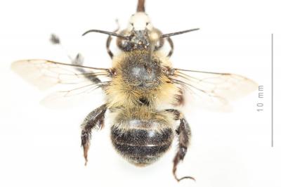 Anthophore de Dufour Anthophora dufourii Lepeletier, 1841