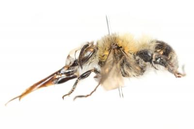 Anthophore de Dufour Anthophora dufourii Lepeletier, 1841