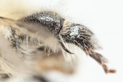Anthophore de Dufour Anthophora dufourii Lepeletier, 1841