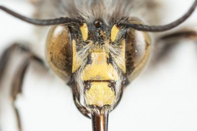 Anthophore à tarses gonflés Anthophora dispar Lepeletier, 1841