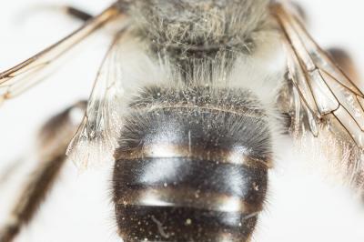 Anthophore à tarses gonflés Anthophora dispar Lepeletier, 1841