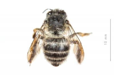 Anthophore à tarses gonflés Anthophora dispar Lepeletier, 1841