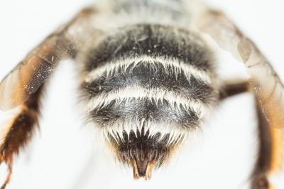 Anthophore à tarses gonflés Anthophora dispar Lepeletier, 1841