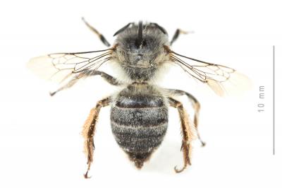 Anthophore grosses-cuisses Anthophora crassipes Lepeletier, 1841