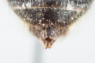 Anthophore grosses-cuisses Anthophora crassipes Lepeletier, 1841