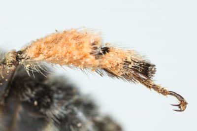 Anthophore grosses-cuisses Anthophora crassipes Lepeletier, 1841