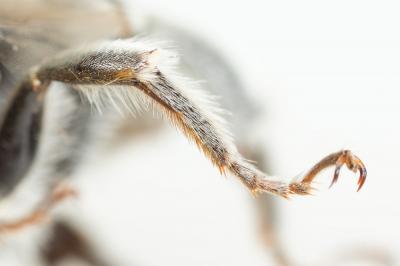 Anthophore grosses-cuisses Anthophora crassipes Lepeletier, 1841
