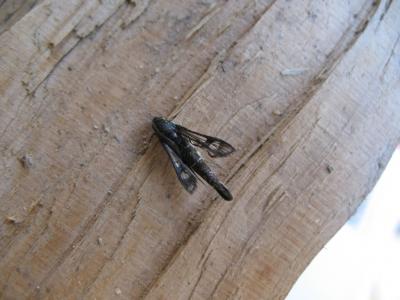 Sésie de l'Oeillet marin Pyropteron muscaeforme (Esper, 1783)