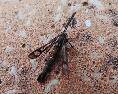 Sésie de l'Oeillet marin Pyropteron muscaeforme (Esper, 1783)