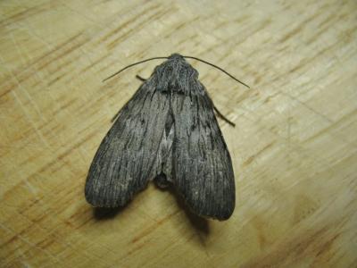 Xyline de l'Aulne (La) Lithophane merckii (Rambur, 1832)