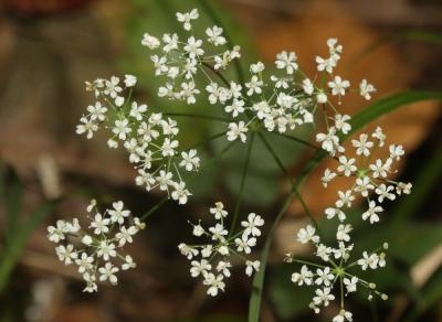 Petit boucage, Persil de Bouc Pimpinella saxifraga L., 1753