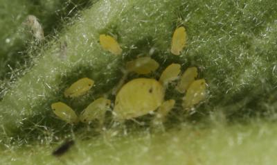  Aphis verbasci Schrank, 1801