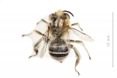 Héliophile commune Anthophora bimaculata (Panzer, 1798)