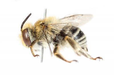 Héliophile commune Anthophora bimaculata (Panzer, 1798)
