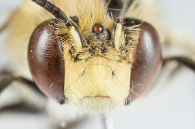 Héliophile commune Anthophora bimaculata (Panzer, 1798)