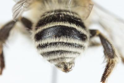 Héliophile commune Anthophora bimaculata (Panzer, 1798)