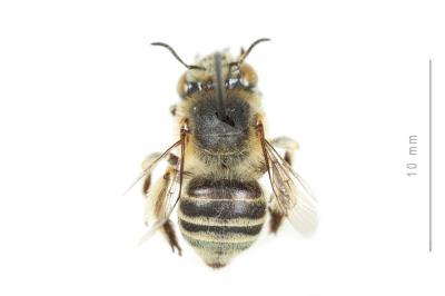 Héliophile commune Anthophora bimaculata (Panzer, 1798)