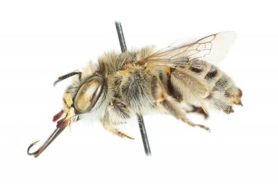 Héliophile commune Anthophora bimaculata (Panzer, 1798)