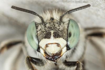 Héliophile commune Anthophora bimaculata (Panzer, 1798)