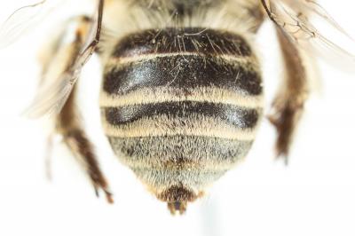 Héliophile commune Anthophora bimaculata (Panzer, 1798)