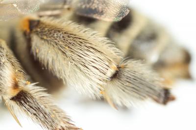 Héliophile commune Anthophora bimaculata (Panzer, 1798)