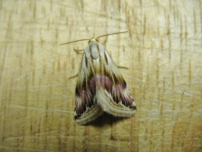 Anthophile pourprée (L') Eublemma ostrina (Hübner, 1808)