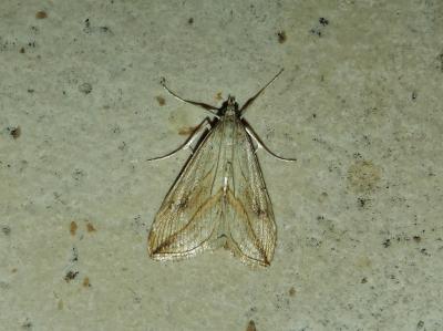  Evergestis forficalis (Linnaeus, 1758)