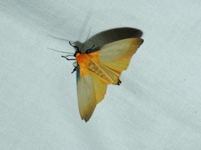 Lithosie quadrille (La) Lithosia quadra (Linnaeus, 1758)