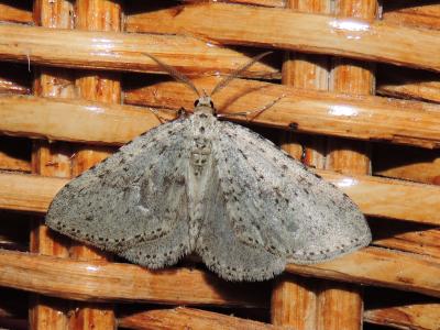 Cidarie pointillée (La) Colostygia multistrigaria (Haworth, 1809)