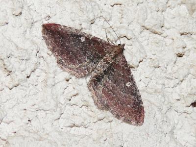 Escortée (L'), Phalène dimorphe (La) Nycterosea obstipata (Fabricius, 1794)