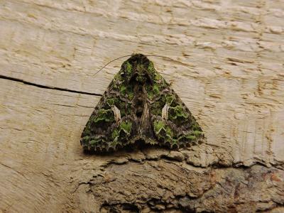 Noctuelle de l'Arroche (La) Trachea atriplicis (Linnaeus, 1758)