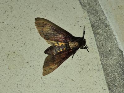 Sphinx Tête-de-Mort (Le) Acherontia atropos (Linnaeus, 1758)